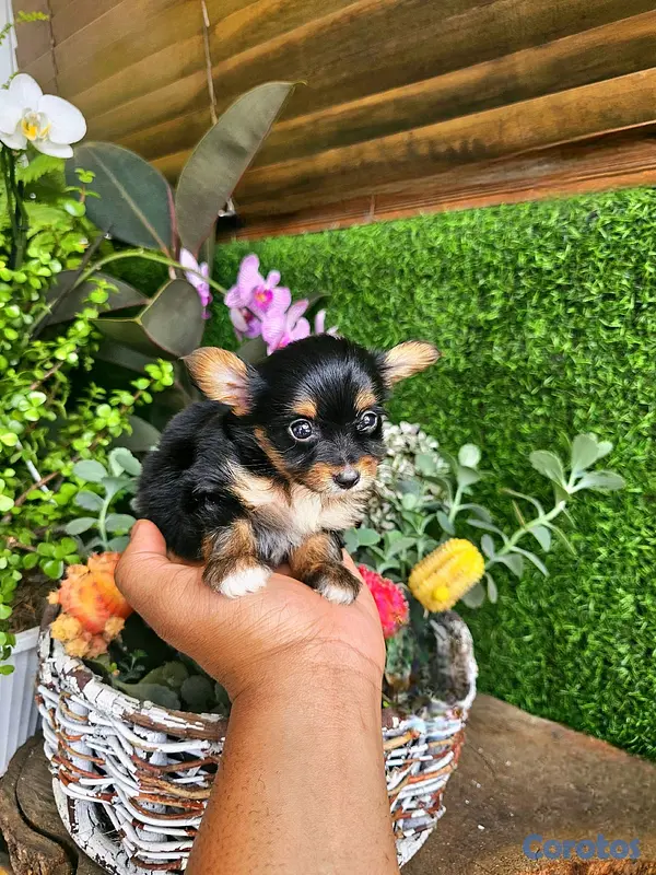 animales y mascotas - yorki con mariposa pequeñitos  9
