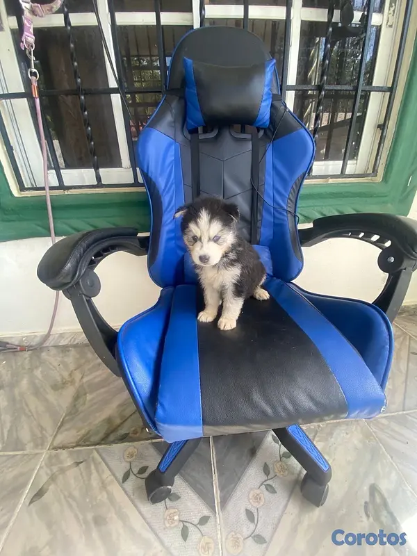 animales y mascotas - cachorros husky siberiano puro!!!! 6