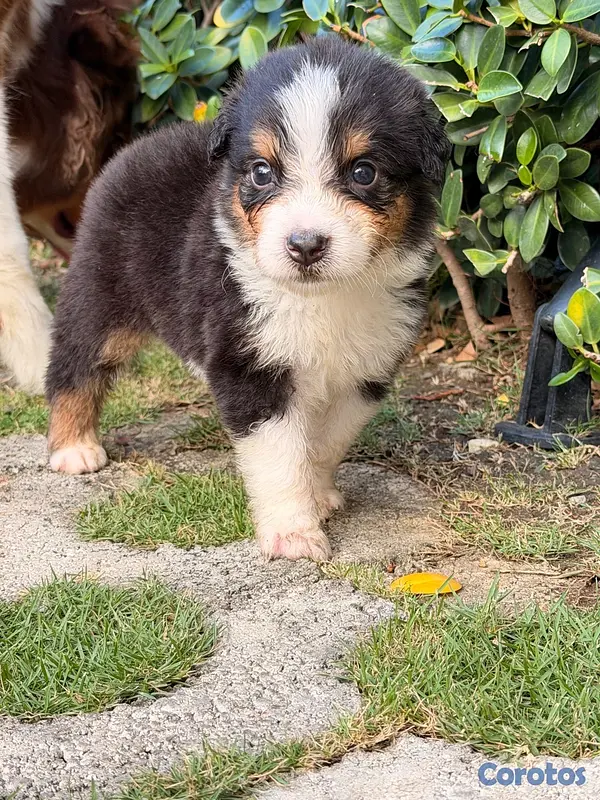 animales y mascotas - Pastor Australiano Aussie  3