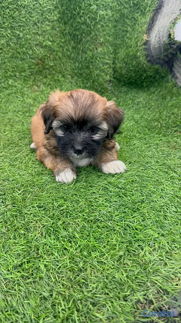 animales y mascotas - hermosos cachorritos shipoo toy  4