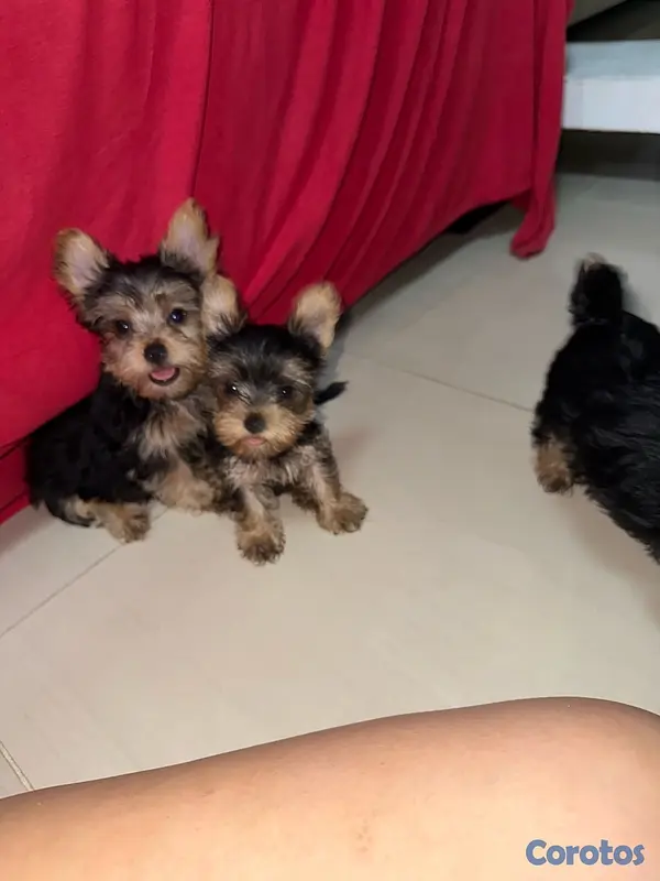 animales y mascotas - Yorkshire Terrier Yorki Yorkie  7