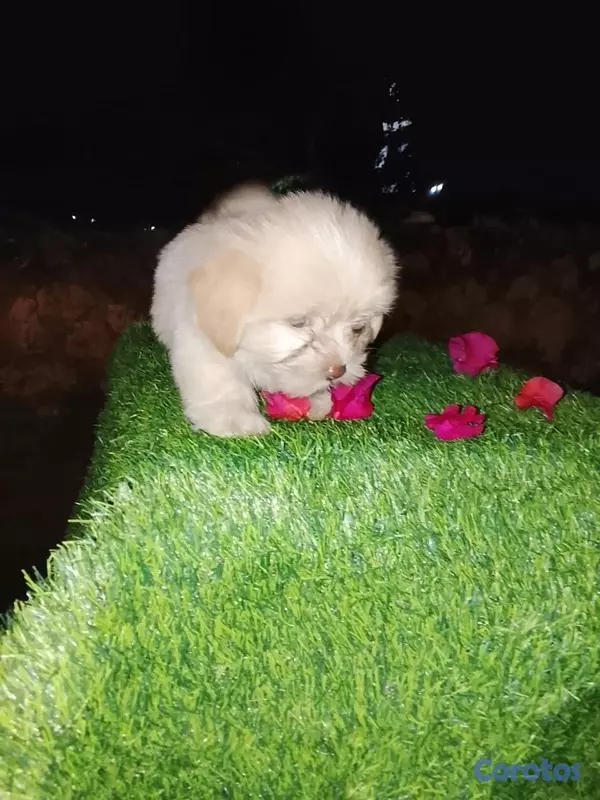 animales y mascotas - Shipoo Disponibles  3