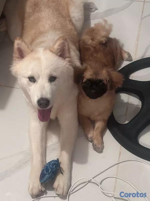animales y mascotas - cachorros husky siberiano puro!!!! 7