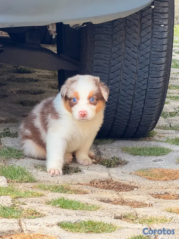 animales y mascotas - Pastor Australiano Aussie  4
