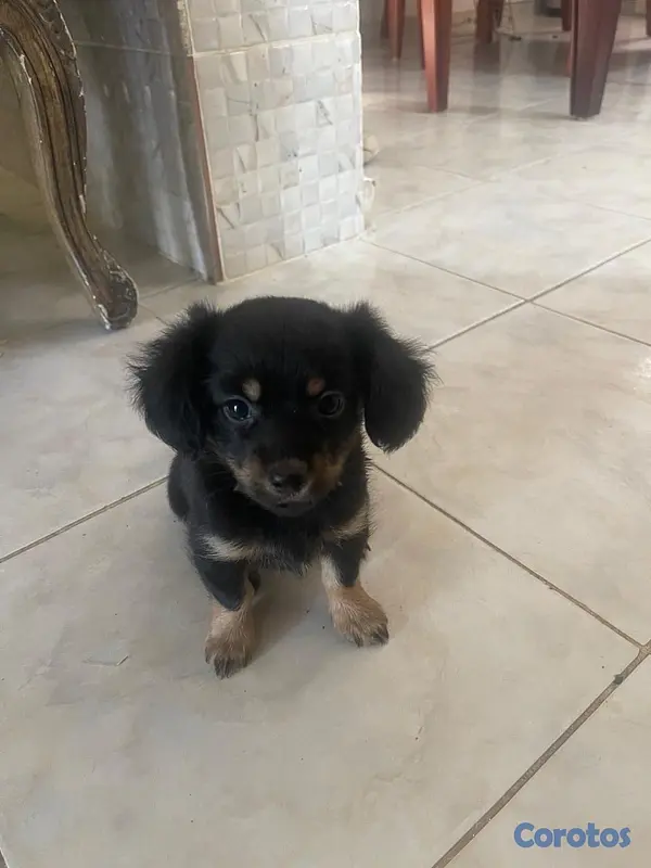 animales y mascotas - chihuahua mariposa  4