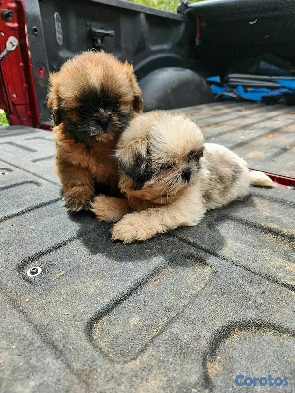 animales y mascotas - CACHORROS SHIH TZU 6