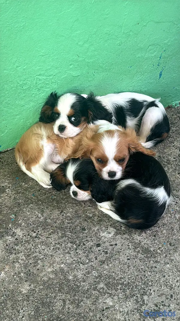 animales y mascotas - hermosos cachorritos de king cavalier  7
