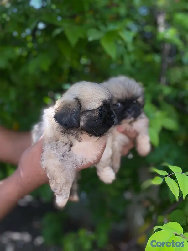 animales y mascotas - Pekinés  1