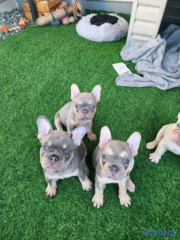 animales y mascotas - hermosos y adorables cachorritas buldog frances  2