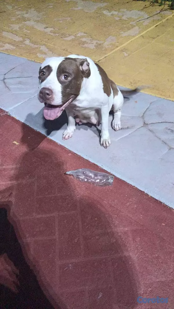 animales y mascotas - Venta de cachorros American Pittbull 4