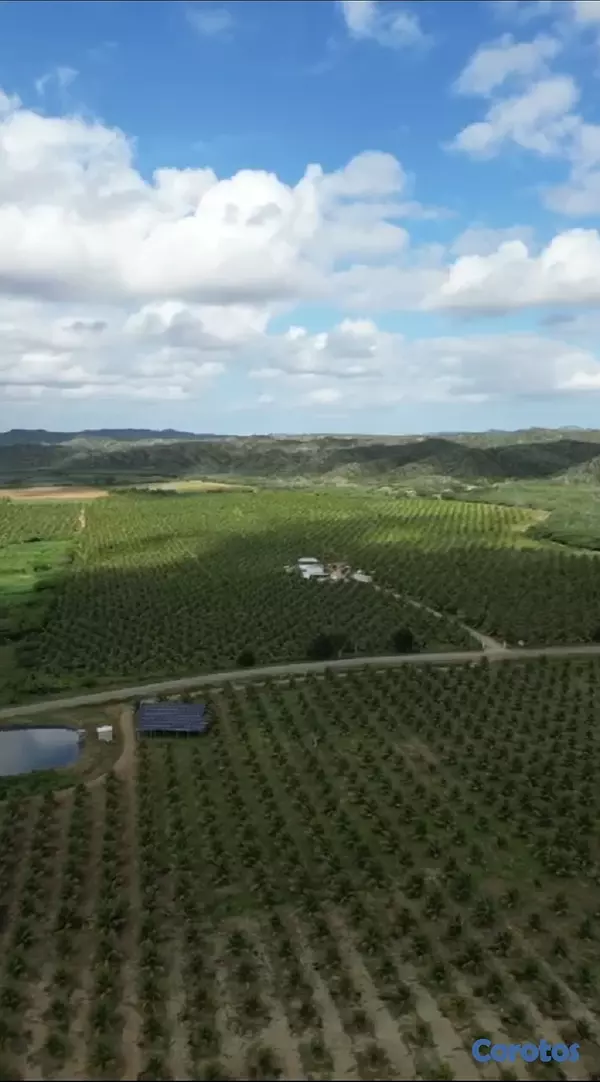 solares y terrenos - Finca de Cocos Enanos en Monte Cristi 6