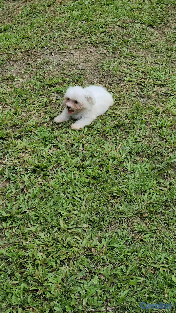 animales y mascotas - CACHORROS MALTÉS 3