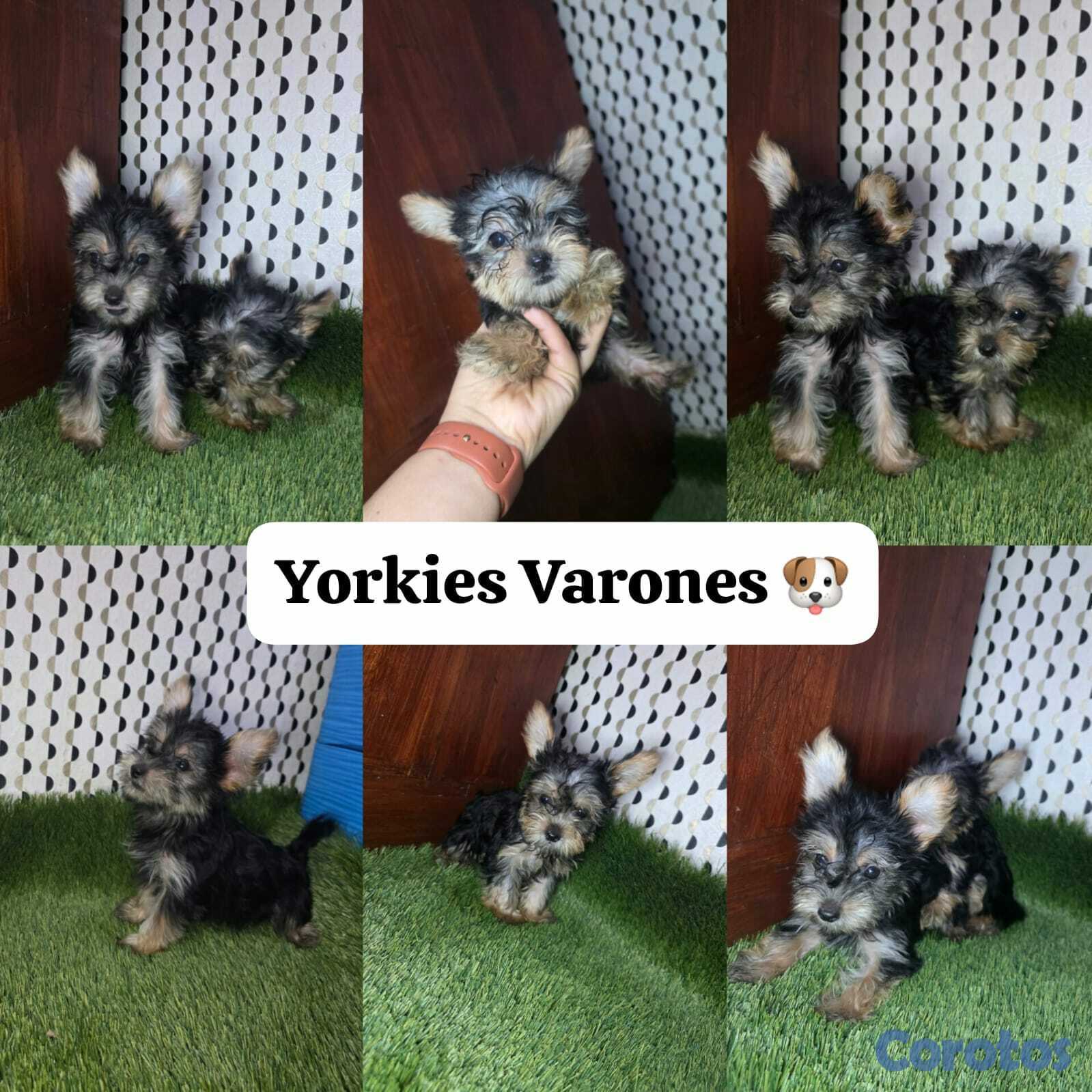 animales y mascotas - Yorkies (Yorkshire Terrier) 6
