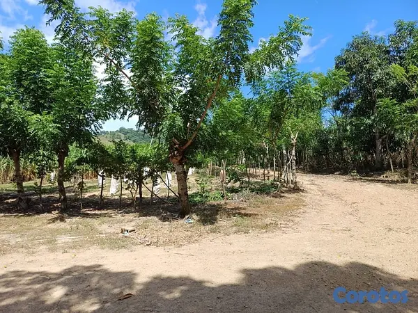 solares y terrenos - Venta de Finca en Gima, Fantino – Provincia Sánchez Ramírez 3