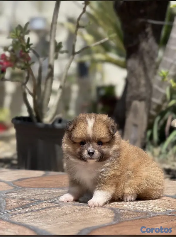animales y mascotas - pomerania macho 6