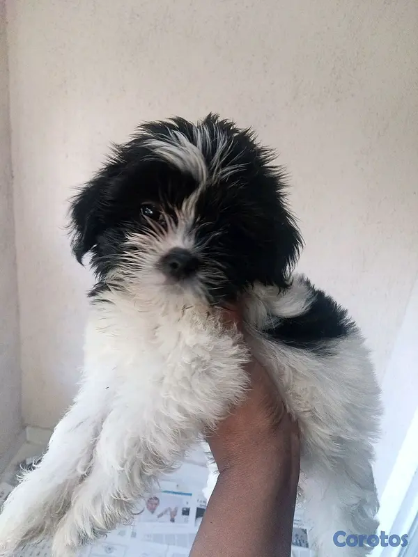 animales y mascotas - Hermosa Cachorrita Shipoo  2