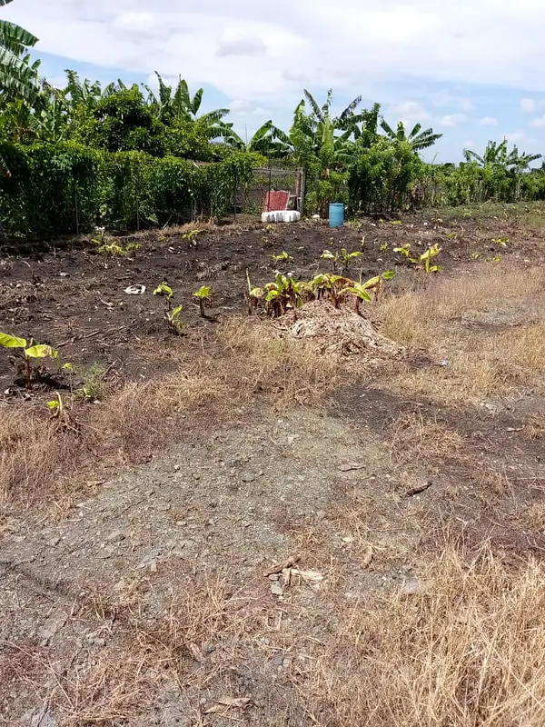 solares y terrenos - Finca de Platano 52 tareas en Zafarraya, Moca 2