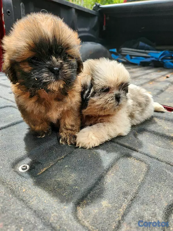 animales y mascotas - CACHORROS SHIH TZU 5
