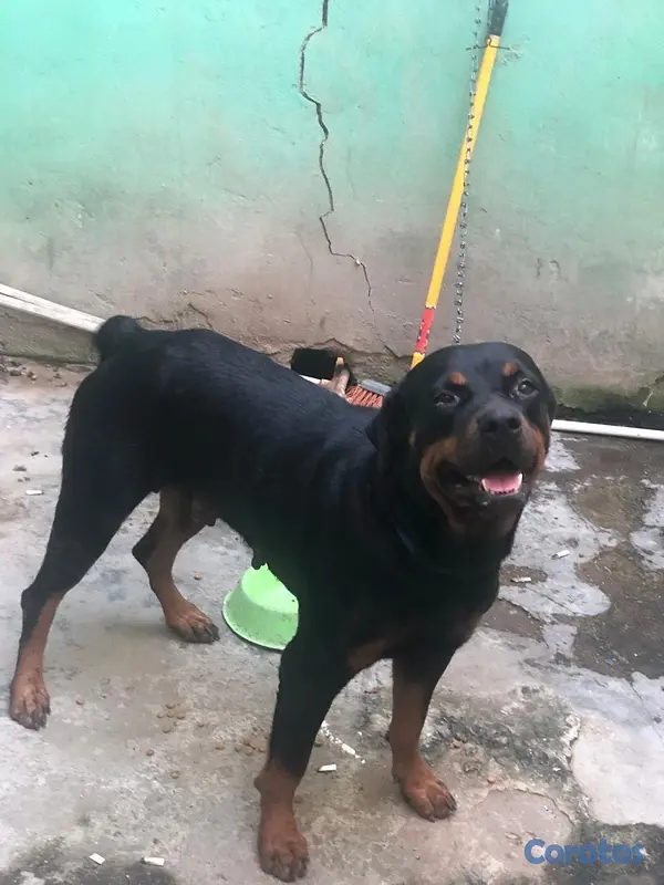 animales y mascotas - VETERINARIA MONTERO 10
