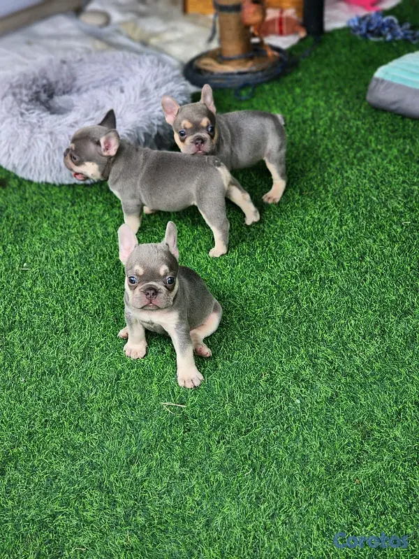 animales y mascotas - hermosos cachorritos buldog frances  2