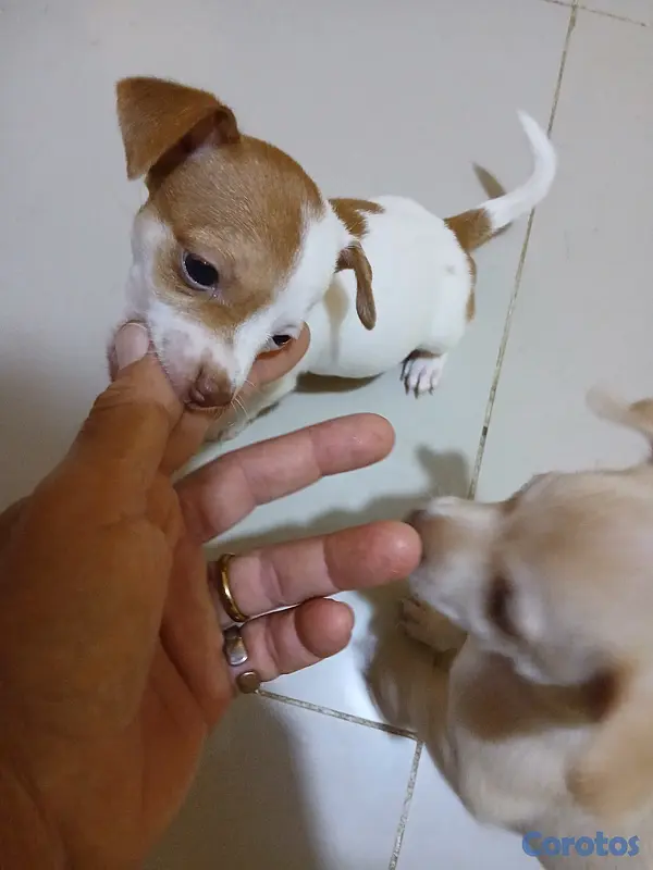 animales y mascotas - Chihuahua, Jack Russell y Pinscher  4