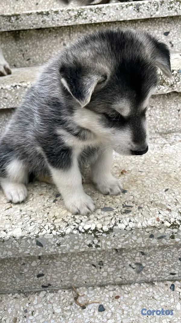 animales y mascotas - Se vende Huskey 2