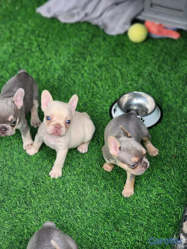 animales y mascotas - hermosos Cachorros de buldog frances  6