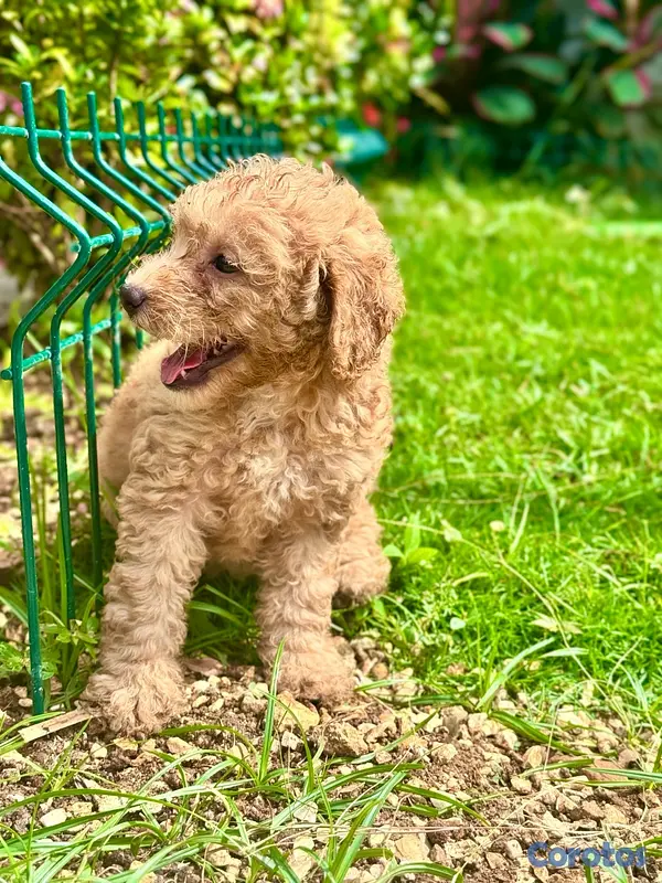 animales y mascotas - poodles toy  2