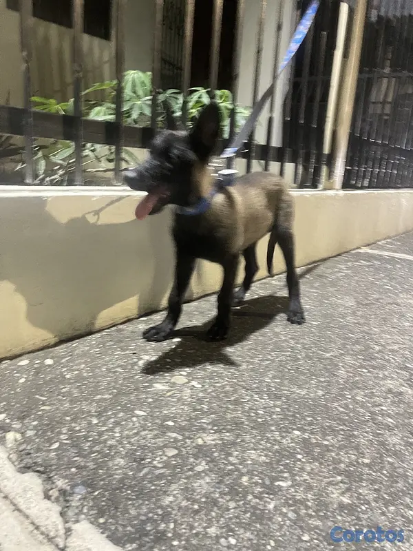 animales y mascotas - Pastor belga malinois  2