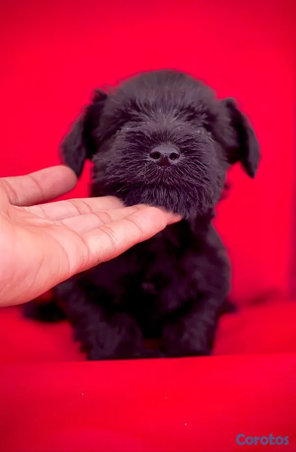 animales y mascotas - schnauzers hembras  3