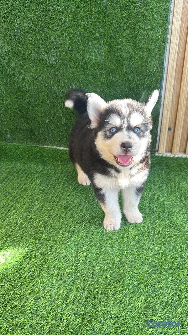 animales y mascotas - HUSKY SIBERIANOS  4