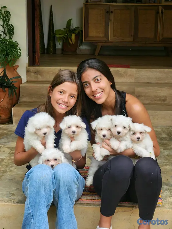 animales y mascotas - CACHORROS MALTÉS 5