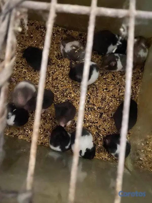 animales y mascotas - Hamster  Buenas condiciones ubicación en Moca  3