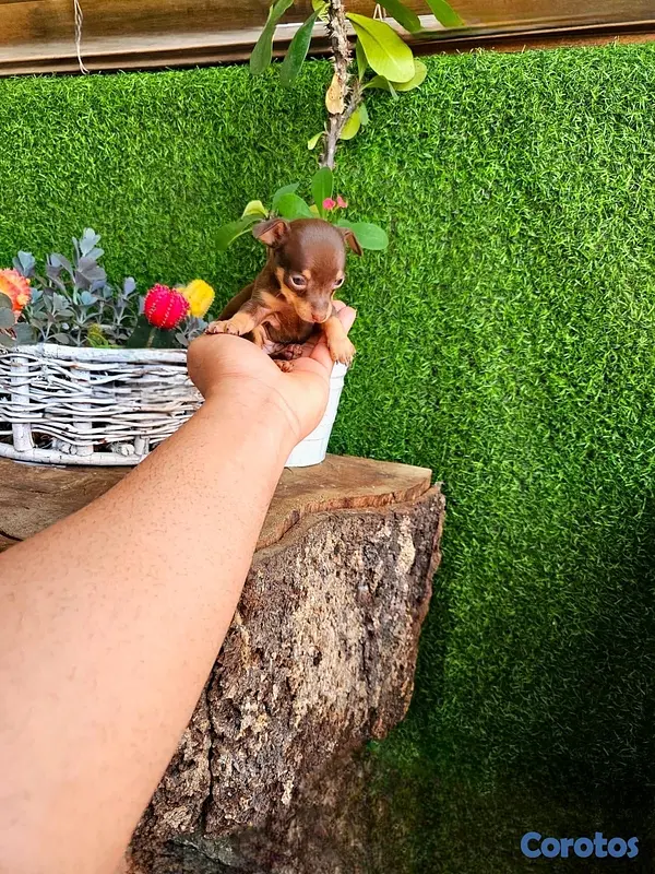 animales y mascotas - Hermosos cachorros Chihuahua 🐶🐾 2