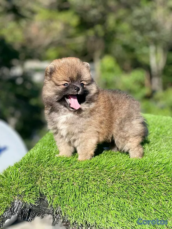 animales y mascotas - Hermosos cachorritos de pomerania mini  2