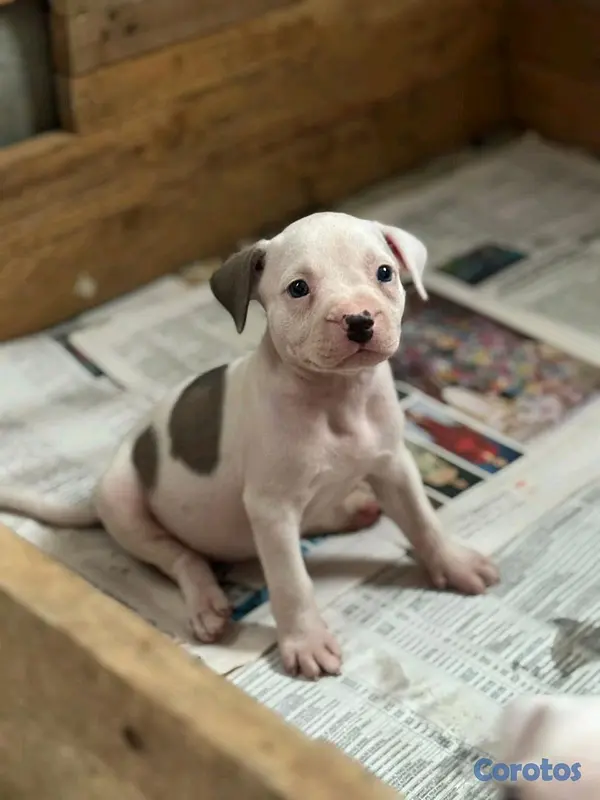 animales y mascotas - hermosos cachorritos de pitbul  3