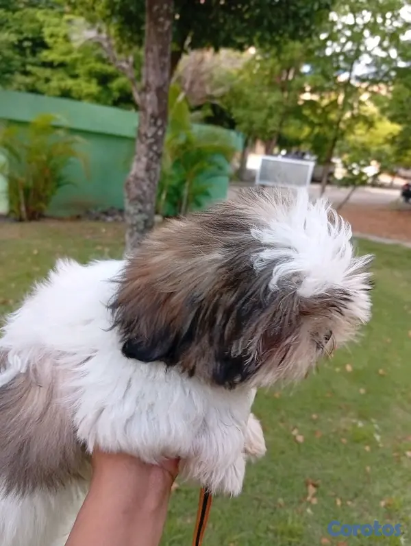 animales y mascotas - HERMOSO SHIHTZU MACHO 💙  5