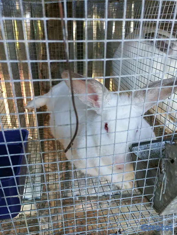 animales y mascotas - Conejos Nueva Zelanda  2