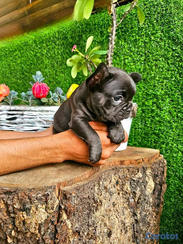 animales y mascotas - hermosos cachorritos de Buldog Frances  2