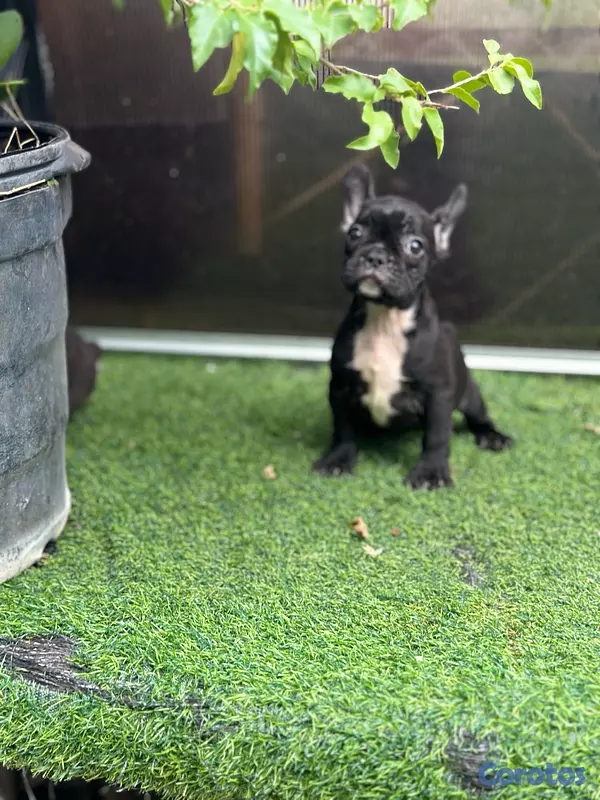 animales y mascotas - variedad de cachorro  8