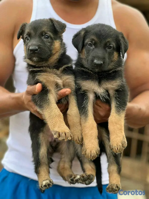 animales y mascotas - hermosos Cachorros de pastor alemán  2