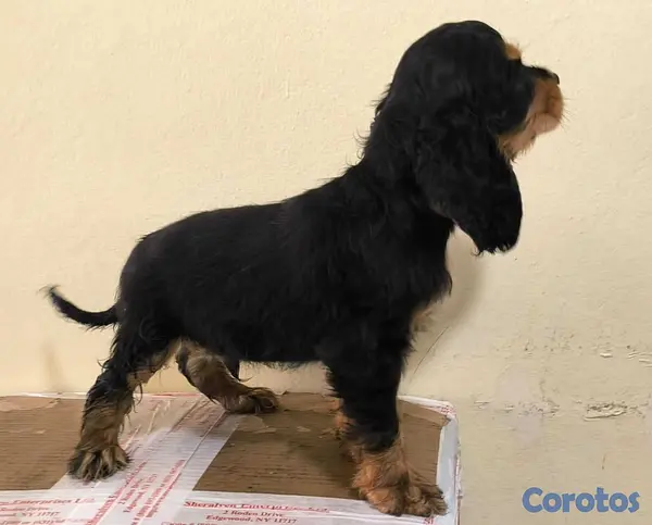 animales y mascotas - Cocker Spaniel Bien Lindos Hembras Y Machos 😍😍 6