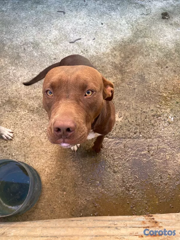 animales y mascotas - Pitbull blue fans 8