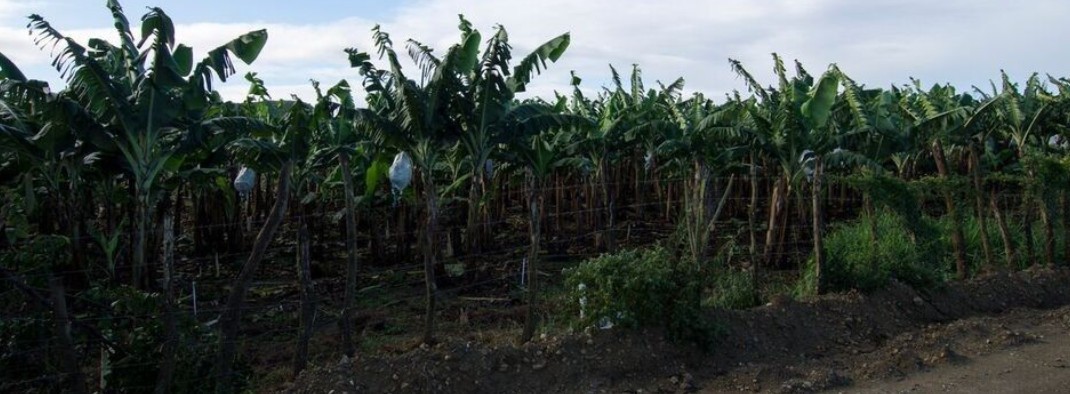 solares y terrenos - Finca de 3,300 tareas en Mao
 3