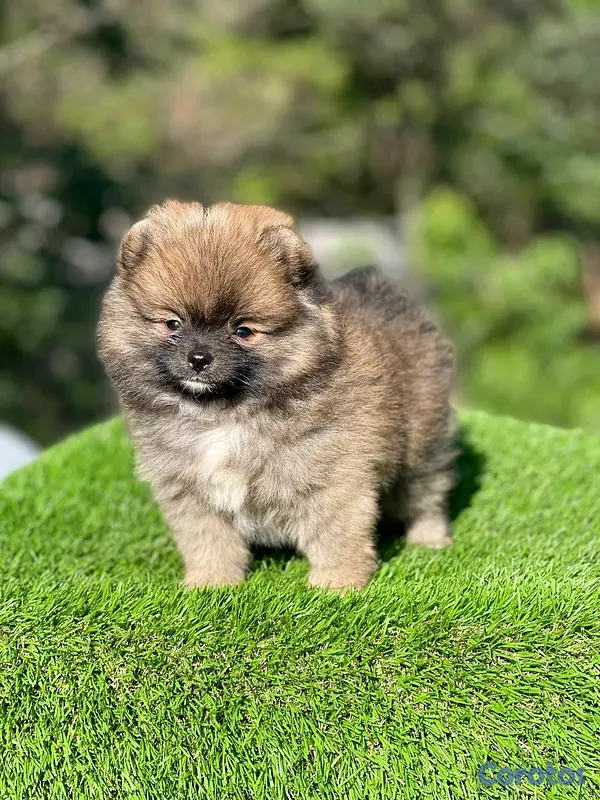 animales y mascotas - Hermosos cachorritos de pomerania mini  3