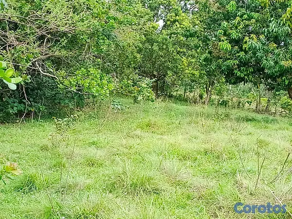 solares y terrenos - finca de 100 tareas con vocación agrícola y ganadera en yamasa  6