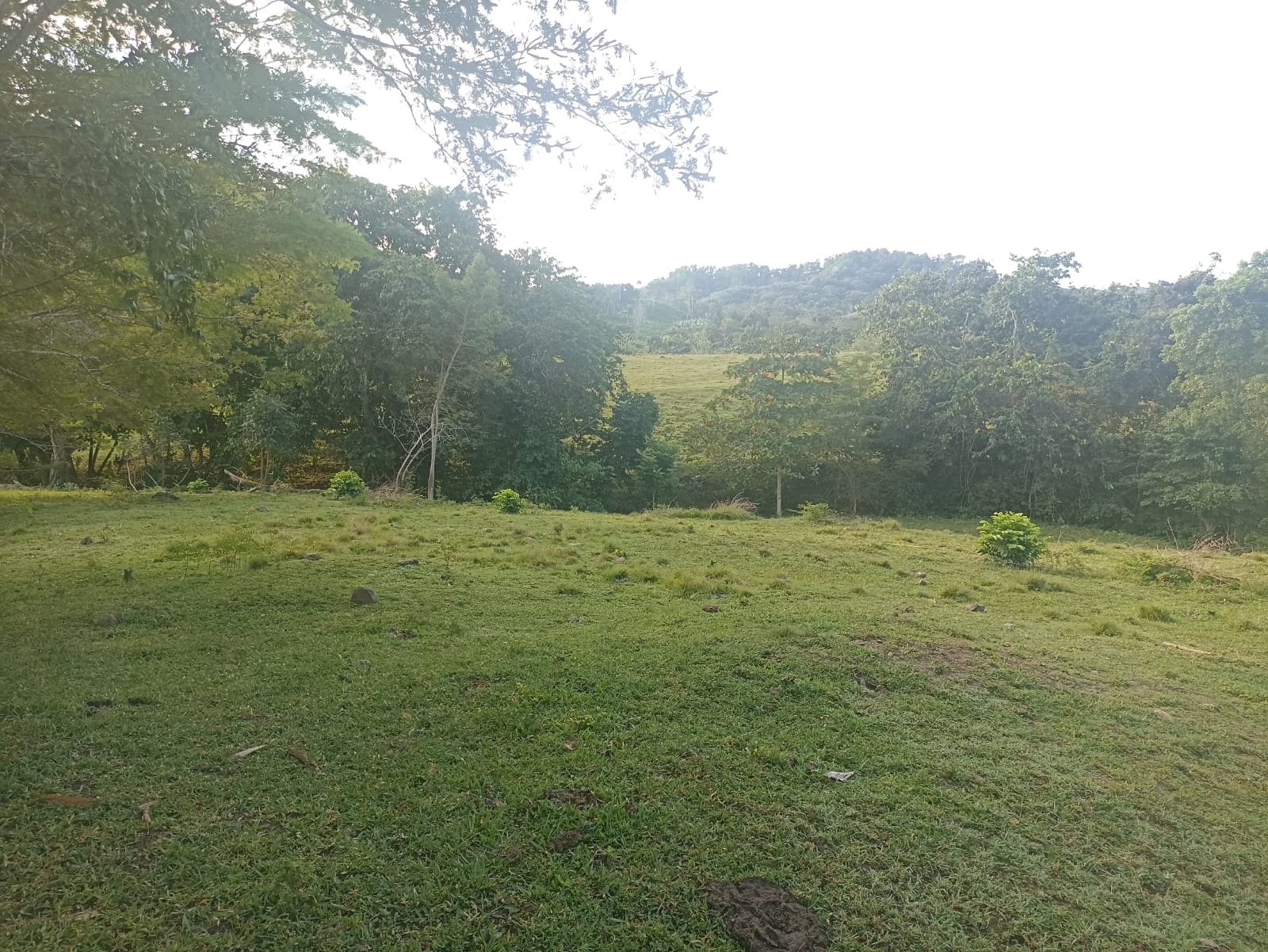 solares y terrenos - Finca Ganadera Oportunidad a 45 Minutos de ciudad 1