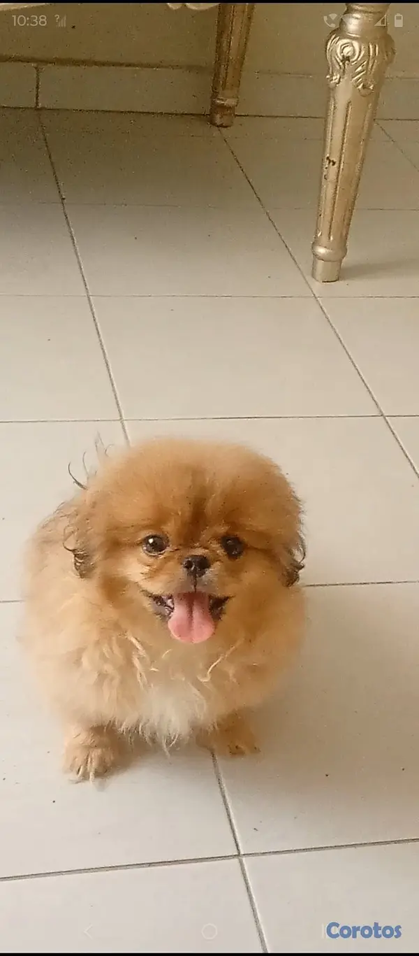 animales y mascotas - Pekines macho  9