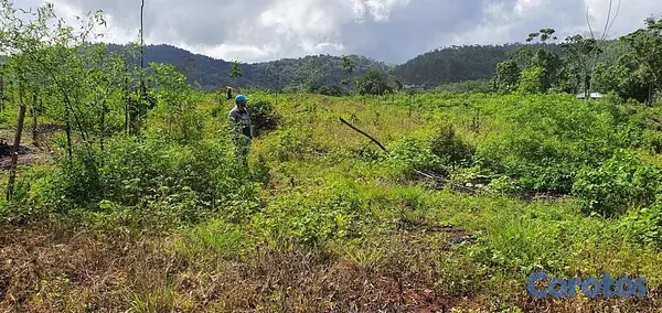 solares y terrenos - FINCA EN MONTE PLATA CON TITULO, DON JUAN 5