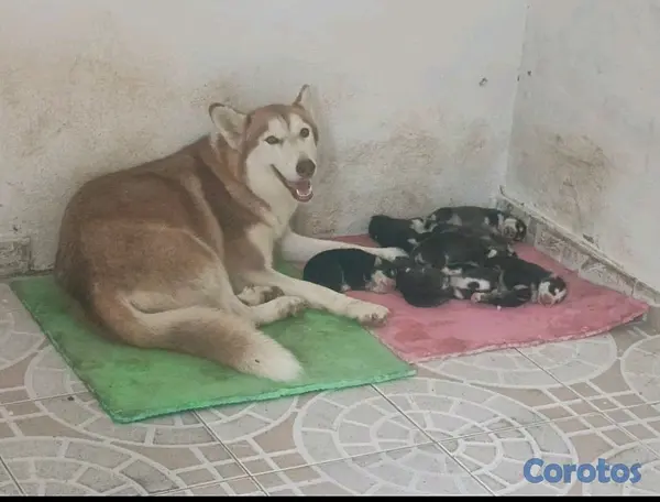 animales y mascotas - Hermosos Husky Siberianos Puros 9